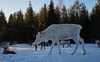 Ren 2 Granberget